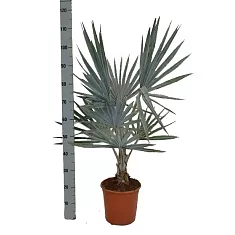 Пальма Бисмаркия D30 H110