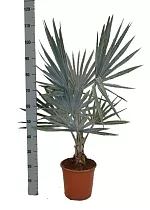 Пальма Бисмаркия D30 H110