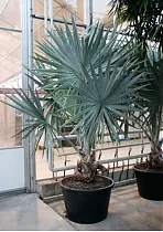 Пальма Бисмаркия D50 H330