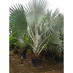 Пальма Бисмаркия D65 H400