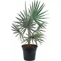 Пальма Бисмаркия D50 H150