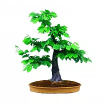 Бонсай Граб обыкновенный - Bonsai Carpinus D15 H30