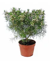 Хамелациум - Chamelaucium D12 H20