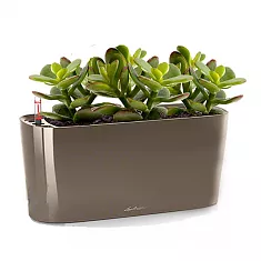 Денежное дерево Толстянка/Крассула 3 штуки + Lechuza Delta 20