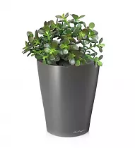 Денежное дерево Толстянка/Крассула + Lechuza DELTINI