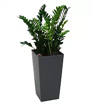 Замиокулькас  + Lechuza CUBICO 30