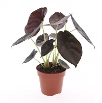 Алоказия медно-красная Ред Секрет - Alocasia Red Secret D12 H40