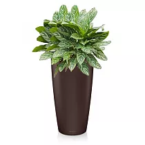 Аглонема Страйпс 4 штуки +  Lechuza Rondo 40