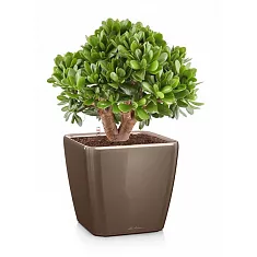 Денежное дерево Толстянка/Крассула + Lechuza QUADRO LS 43