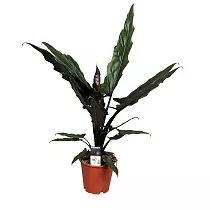 Алоказия Лаутербахиана - Alocasia Lauterbachiana D19 H80