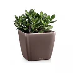 Денежное дерево Толстянка/Крассула + Lechuza QUADRO LS 21