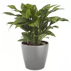 Диффенбахия Компакта + Lechuza CLASSICO Color 21