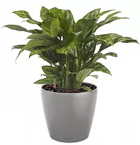 Диффенбахия Компакта + Lechuza CLASSICO Color 21