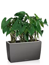 Алоказия зебрина 6 штук + Lechuza CARARO