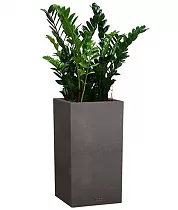 Замиокулькас + Lechuza Canto Color Tower Complet 40