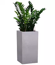 Замиокулькас + Lechuza Canto Color Tower Complet 40