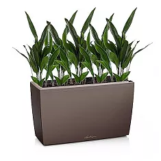 Аспидистра 5 штук + Lechuza CARARO