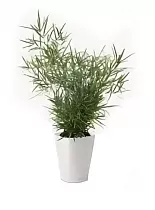 Аспоргаус + Lechuza DELTINI