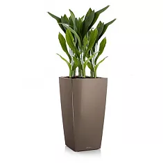 Аспидистра 4 штуки + Lechuza CUBICO 40