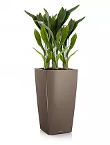 Аспидистра 4 штуки + Lechuza CUBICO 40