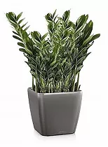Замиокулькас + Lechuza QUADRO LS 35