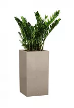 Замиокулькас + Lechuza Canto Color Tower Complet 30