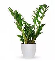 Замиокулькас + Lechuza CLASSICO LS 28