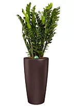 Замиокулькас + Lechuza Rondo 32