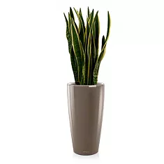 Сансивьерия + Lechuza Rondo 40