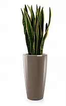 Сансивьерия + Lechuza Rondo 40
