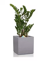 Замиокулькас + Lechuza Canto Color Complete 30