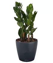 Замиокулькас + Lechuza CLASSICO 21