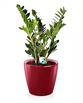 Замиокулькас + Lechuza CLASSICO LS 28