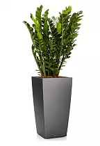 Замиокулькас + Lechuza CUBICO Color 30
