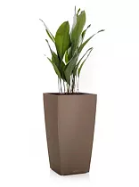 Аспидистра + Lechuza CUBICO 22