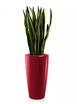 Сансивьерия + Lechuza Rondo 40 