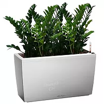 Замиокулькас 4 штуки + Lechuza CARARO