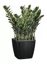 Замиокулькас + Lechuza QUADRO LS 35