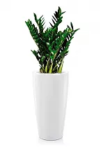 Замиокулькас + Lechuza Rondo 40