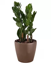 Замиокулькас + Lechuza CLASSICO LS 21