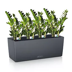 Замиокулькас 4 штуки + Lechuza CARARO