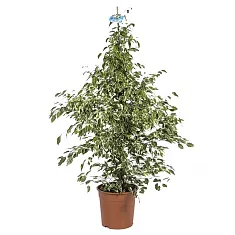 Фикус Бенджамина Старлайт - Ficus benjamina Starlight D28 H110