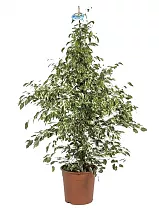 Фикус Бенджамина Старлайт - Ficus benjamina Starlight D28 H110