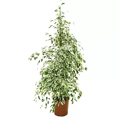 Фикус Бенджамина Старлайт - Ficus benjamina Starlight D28 H130