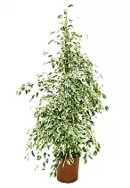 Фикус Бенджамина Старлайт - Ficus benjamina Starlight D28 H130