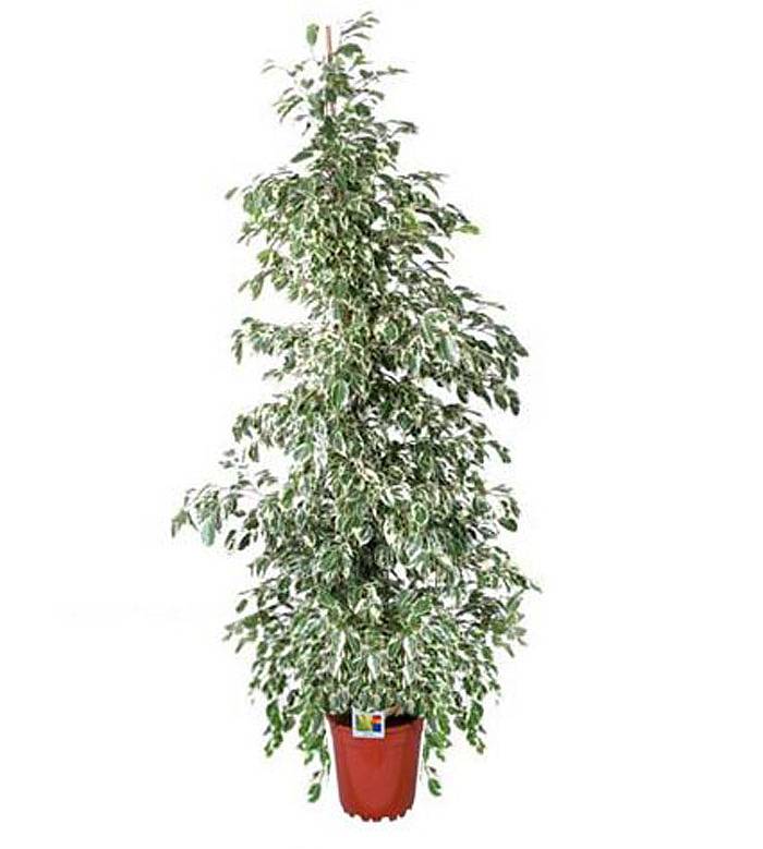 Фикус Бенджамина Старлайт - Ficus benjamina Starlight D28 H150