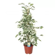 Фикус Бенджамина Старлайт - Ficus benjamina Starlight D28 H80