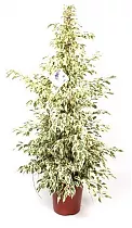 Фикус Бенджамина Старлайт - Ficus benjamina Starlight D30 H190