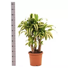Драцена Фрагранс Линдени - Dracaena fragrans D30 H100