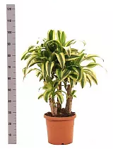 Драцена Фрагранс Линдени - Dracaena fragrans D30 H100